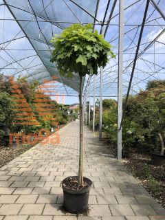 Quercus palustris "Green Dwarf" |Half standard|C10