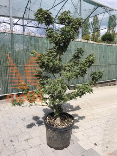 Acer palmatum "Mikawa Yatsubusa" |100-125|extra|C