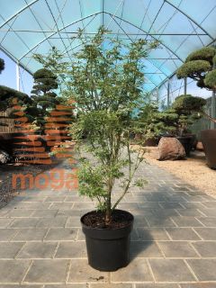 Acer palmatum "Jerre Schwartz" |80-100|C