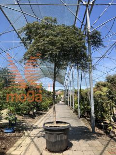 Acer palmatum "Dissectum Inaba Shidare" |10/12|High standard|FI:150-175|C