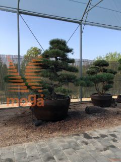 Pinus thunbergii |180|FI:370|Niwaki|unikat|C/JUMBO215