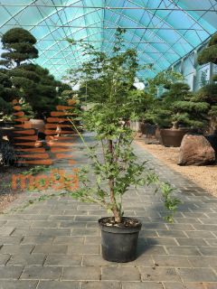 Acer palmatum "Sango Kaku" |60-80|C