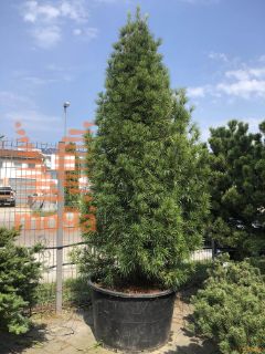 Sciadopitys verticillata |200-250|extra|C