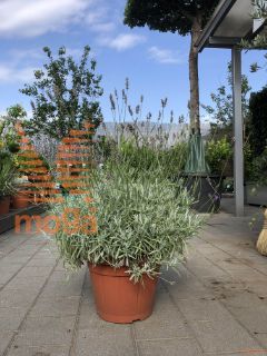 Lavandula angustifolia |C10