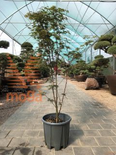 Acer palmatum "Bloodgood" |100-125|C