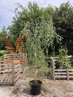 Betula pendula "Youngii" |200-250|Feathered|C