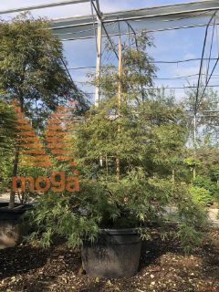 Acer palmatum "Dissectum Ornatum" |200-250|FI:125-150|extra|C110