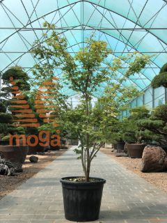 Acer palmatum "Corallinum" |125-150|C