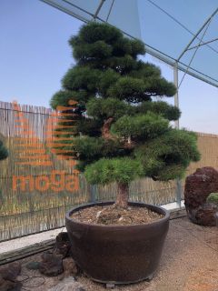 Pinus thunbergii |280|FI:220|Niwaki|unikat|C/JUMBO500