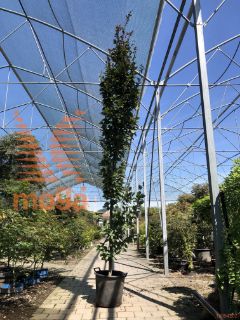 Fagus sylvatica "Rohan Obelisk" |250-300|Feathered|C