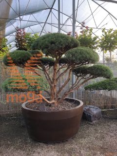 Pinus sylvestris "Watereri" |150-175|FI:200-250|Bonsai shape|soliter|C/JUMBO800