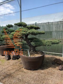 Pinus pentaphylla |130|FI:270|Niwaki|unikat|C/JUMBO285