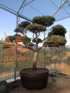 Pinus sylvestris "Norske Typ" |250-300|FI:250-300|Bonsai shape|C/JUMBO800