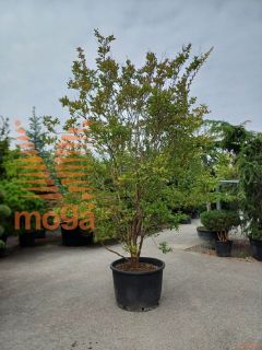 Lagerstroemia indica "Chocktaw" |300-350|Multi stem|C