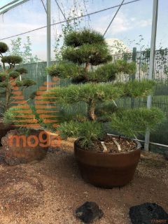 Pinus thunbergii |150|FI:230|Niwaki|unikat|C/JUMBO215