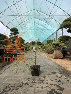 Acer palmatum "Dissectum Viridis" |40-60|C7