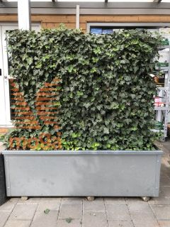 Hedera helix "Woerner" |100|FI:120|Wall|C