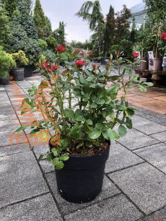 Rosa "Zepeti" ® |C6