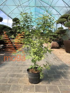 Acer palmatum "Phoenix" |80-100|C