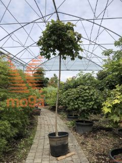 Acer platanoides "Globosum" |8/10|3/4 stem|C