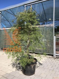 Acer palmatum "Dissectum Inaba Shidare" |200-250|FI:125-150|extra|C130