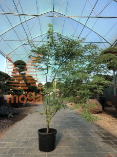 Acer palmatum "Seiryu" |100-125|C7