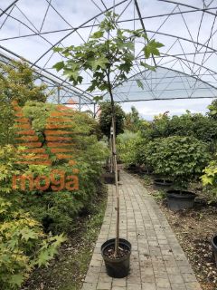 Acer pseudoplatanus "Brilliantissimum" |Half standard|C