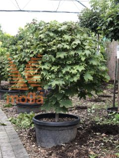 Acer platanoides "Globosum" |10/12|1/4 stem|FI:50-60|C