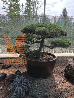 Pinus pentaphylla |100|FI:170|Niwaki|Unikat|C92x92x66