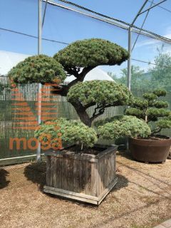 Pinus pentaphylla |170|FI:180|Niwaki|Unikat|C122,5x122,5x67