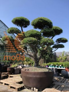 Pinus strobus "Radiata" |250-300|FI:350-400|Bonsai shape|C/JUMBO1650