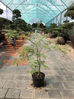 Acer palmatum "Ornatum" |Half standard|FI:40-60|C5