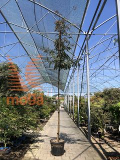 Gleditsia triacanthos "Rubylace" |8/10|Clear stem|C