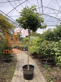 Acer platanoides "Globosum" |10/12|Half standard|C12