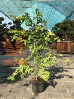 Acer palmatum "Orange Dream" |60-80|C