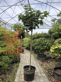 Acer platanoides "Globosum" |8/10|Half standard|C