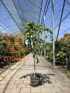 Prunus yedoensis "Ivensii" |Half standard|C