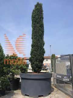 Taxus baccata "Fastigiata Robusta" |450-500|C