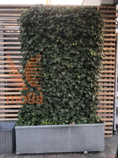 Hedera helix "Woerner" |180|FI:120|Wall|C