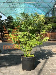 Acer palmatum "Bi Hoo" |100-125|C