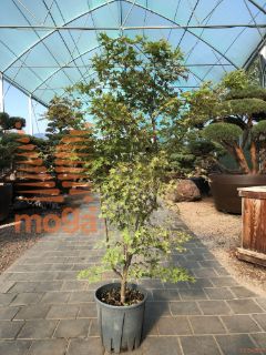 Acer palmatum "Sango Kaku" |100-125|C