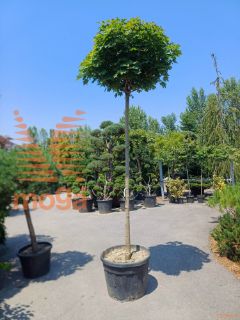 Acer platanoides "Globosum" |16/18|High standard|C