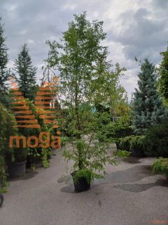 Metasequoia glyptostroboides |400-450|Feathered|C