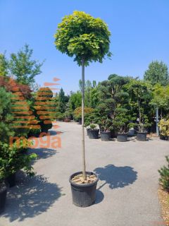 Acer platanoides "Globosum" |12/14|High standard|C