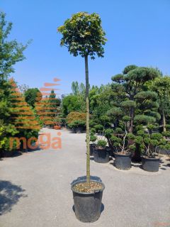 Acer platanoides "Globosum" |14/16|High standard|C