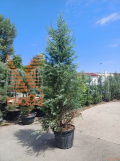 Cedrus deodara "Blue Triumph" |250-300|C