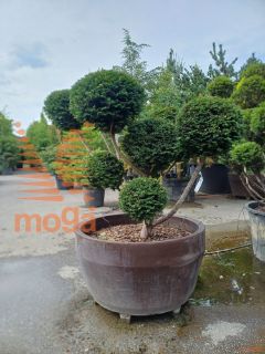 Taxus baccata |140|FI:160|Pon-pon|C/JUMBO215