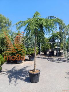 Cedrus deodara "Pendula" |18/20|High standard|C