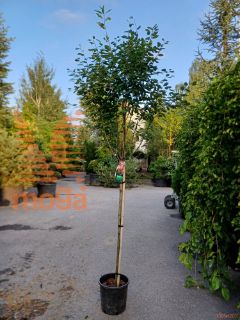 Amelanchier arborea "Robin Hill" |Half standard|C18