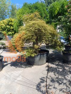 Acer palmatum "Dissectum Ornatum" |35/40|Half standard|FI:250-300|soliter|C